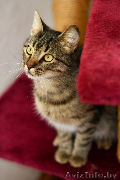 Ласковая и нежная кошечка Эва в дар! - Изображение #1, Объявление #1091139