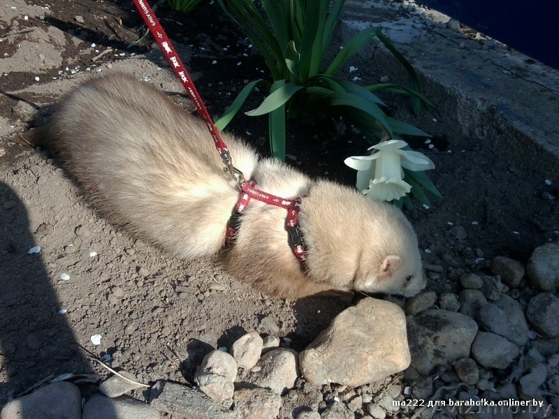 Батошка приглашает на Вязку Хорька - Изображение #1, Объявление #1084077