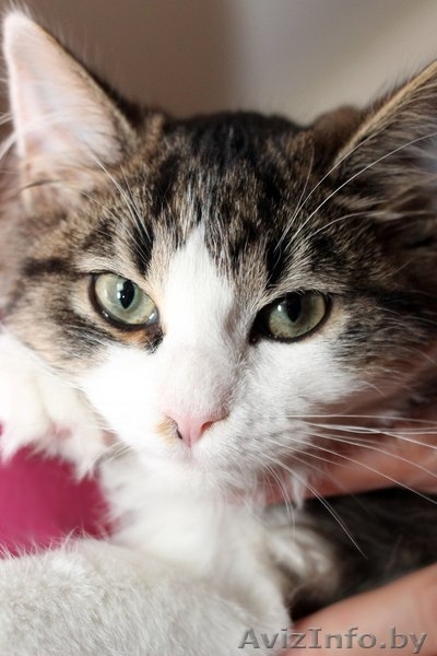 Замечательный мальчишка Эльфи в дар! - Изображение #3, Объявление #1091143