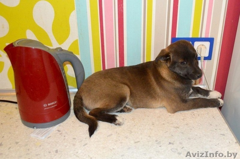 Нежная и скромная девочка-шоколадка в дар! - Изображение #3, Объявление #1091140