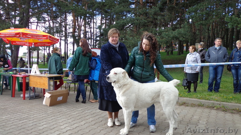 среднеазиатской овчарки две девочки - азиаточки - Изображение #6, Объявление #985356