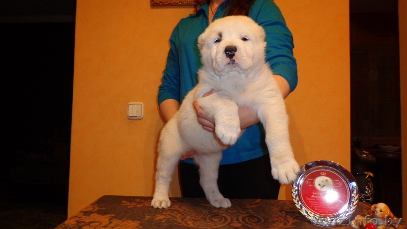 среднеазиатской овчарки две девочки - азиаточки - Изображение #3, Объявление #985356