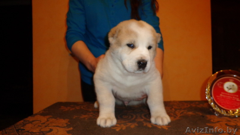 среднеазиатской овчарки две девочки - азиаточки - Изображение #4, Объявление #985356