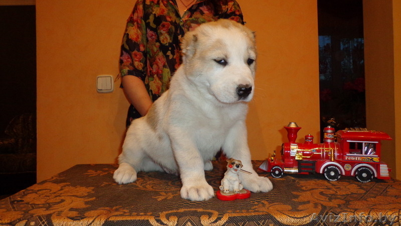 Щенки Среднеазиатской овчарки крупные - Изображение #6, Объявление #981657