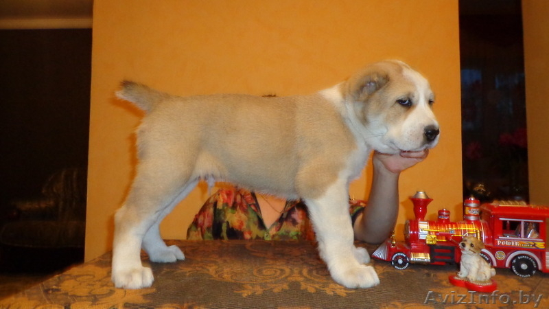 Щенки Среднеазиатской овчарки крупные - Изображение #3, Объявление #981657