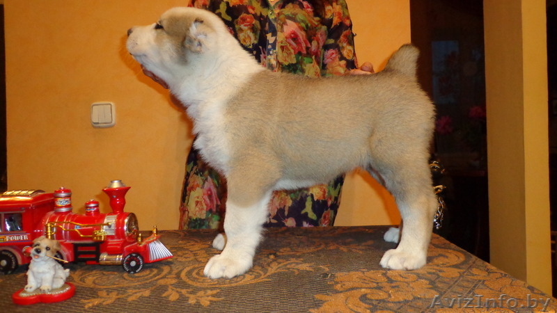 среднеазиатской овчарки две девочки - азиаточки - Изображение #1, Объявление #985356