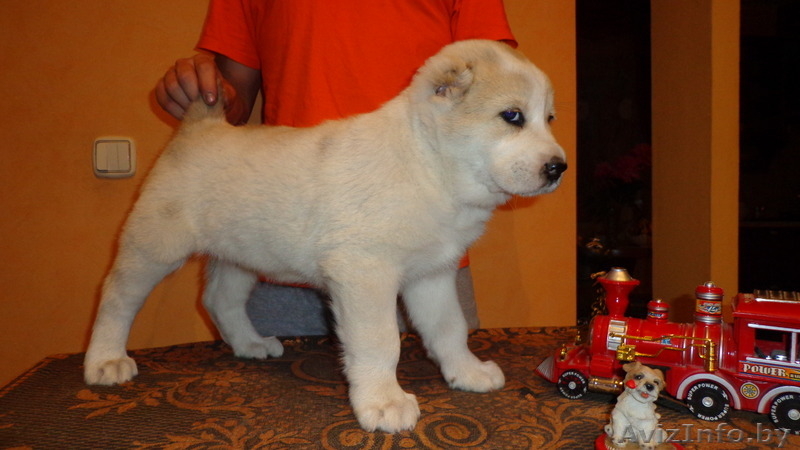 Щенки Среднеазиатской овчарки крупные - Изображение #5, Объявление #981657