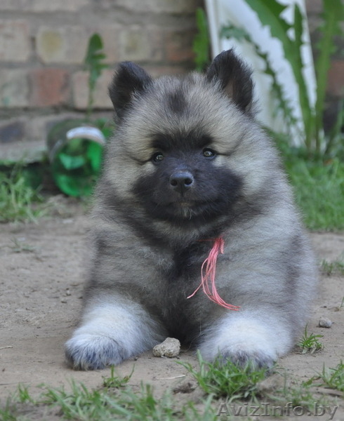 Кеесхонд / вольфшпиц щенки на wolfspitz.by - Изображение #4, Объявление #1077928