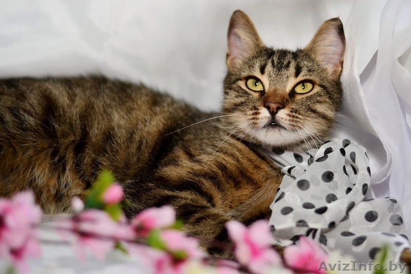 Ласковая и нежная кошечка Эва в дар! - Изображение #3, Объявление #1091139