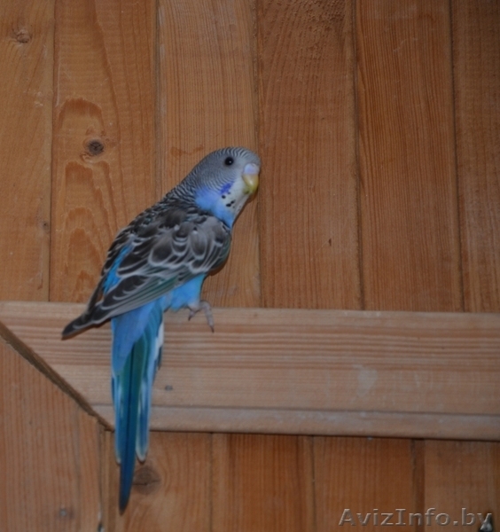 Волнистый попугай  птенцы - Изображение #3, Объявление #1084321