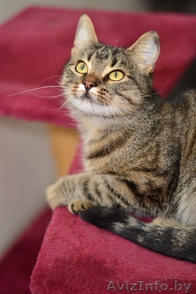 Ласковая и нежная кошечка Эва в дар! - Изображение #5, Объявление #1091139