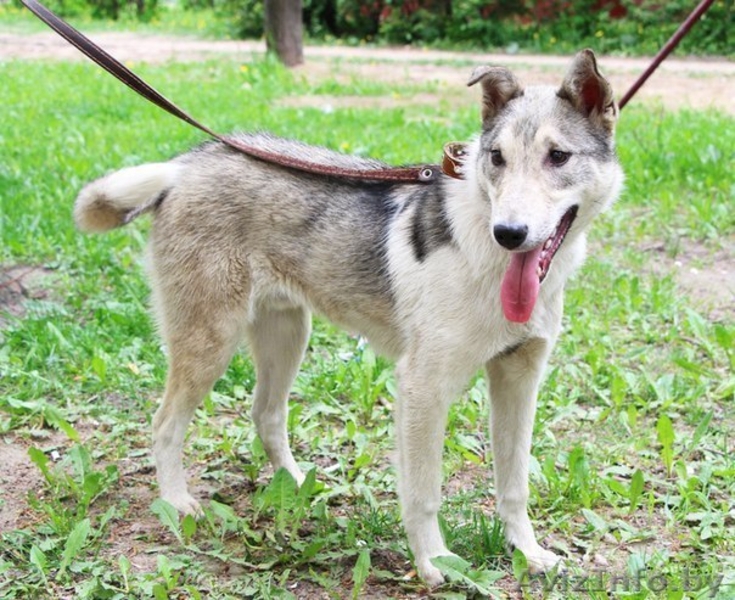 Метис лайки в дар! - Изображение #5, Объявление #1091142