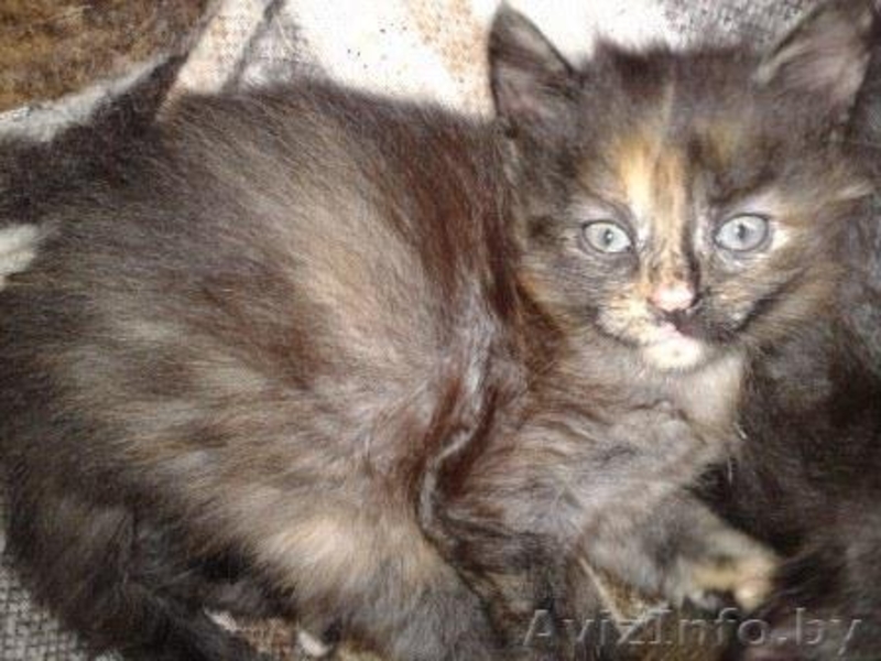 Кошечка в дар, возраст 1,5 мес - Изображение #1, Объявление #1092323