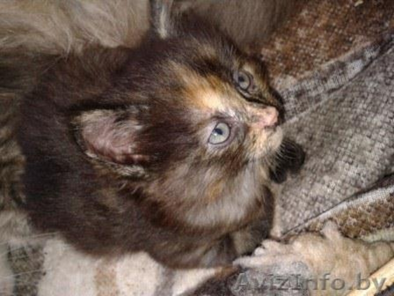 Кошечка в дар, возраст 1,5 мес - Изображение #2, Объявление #1092323