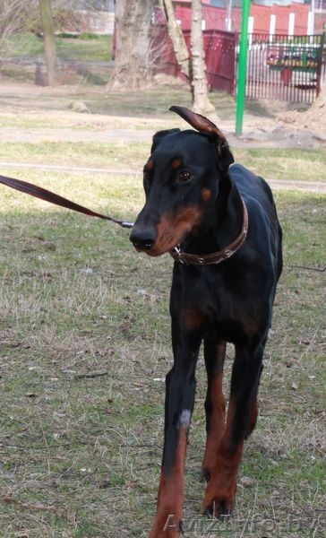 Доберман, черно-подпалая девочка, 1 год, в дар в добрые руки - Изображение #3, Объявление #1088228