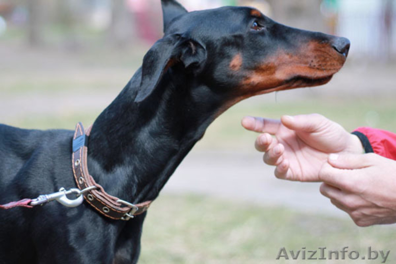 Доберман, черно-подпалая девочка, 1 год, в дар в добрые руки - Изображение #1, Объявление #1088228