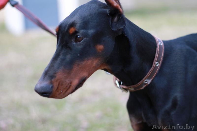 Доберман, черно-подпалая девочка, 1 год, в дар в добрые руки - Изображение #2, Объявление #1088228