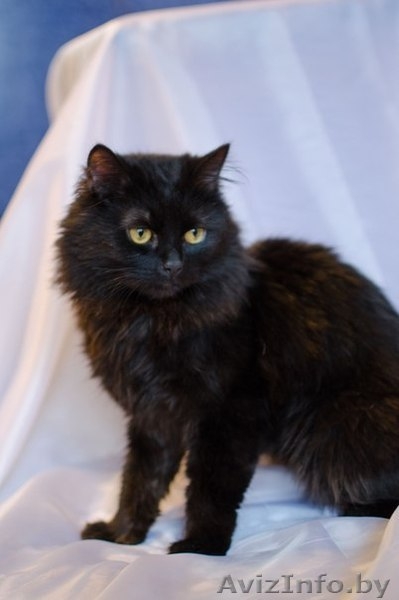 Маркиз(метис перса 8-10 месяцев )В ДАР!! - Изображение #2, Объявление #1090547