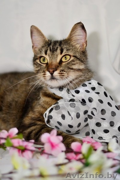 Ласковая и нежная кошечка Эва в дар! - Изображение #7, Объявление #1091139