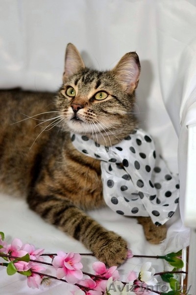 Ласковая и нежная кошечка Эва в дар! - Изображение #9, Объявление #1091139