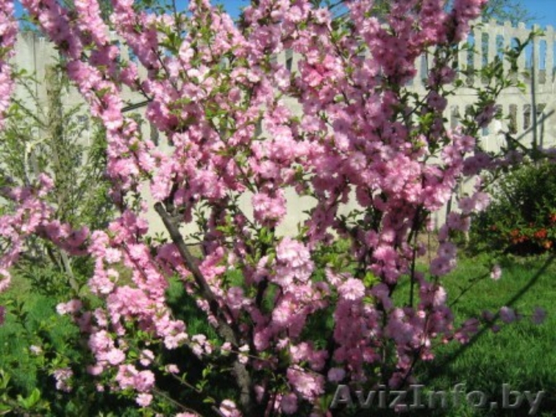 Продаю дом рядом с Минском - Изображение #7, Объявление #1094598