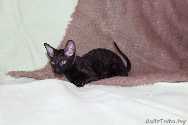 котенок корниш рекс - Изображение #5, Объявление #1084016