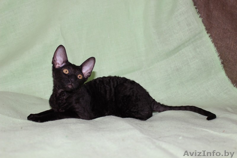 котенок корниш рекс - Изображение #4, Объявление #1084016