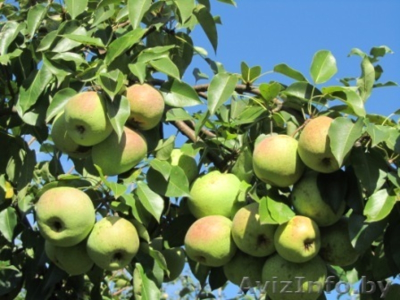 Продаю дом рядом с Минском - Изображение #8, Объявление #1094598