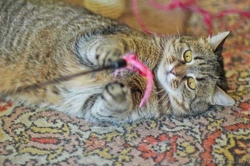 Ириска - молодая кошечка, похожая на британку в дар! - Изображение #3, Объявление #1091144