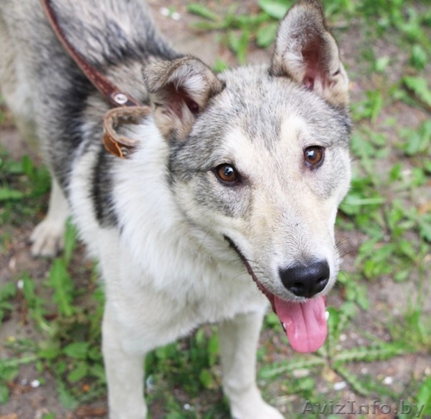 Метис лайки в дар! - Изображение #6, Объявление #1091142