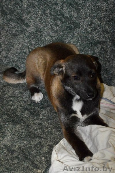 Нежная и скромная девочка-шоколадка в дар! - Изображение #2, Объявление #1091140