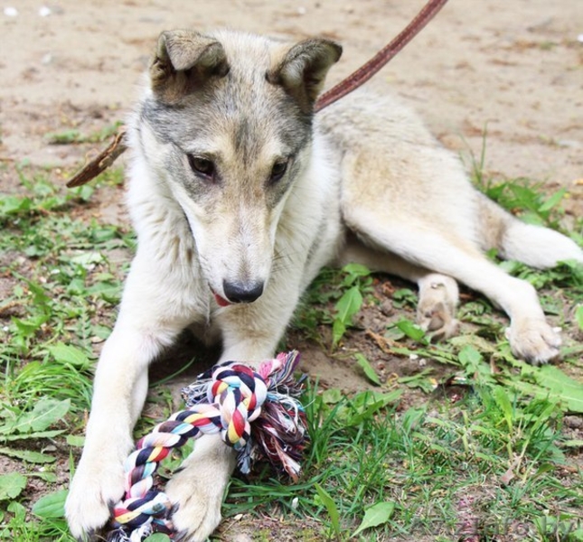 Метис лайки в дар! - Изображение #7, Объявление #1091142