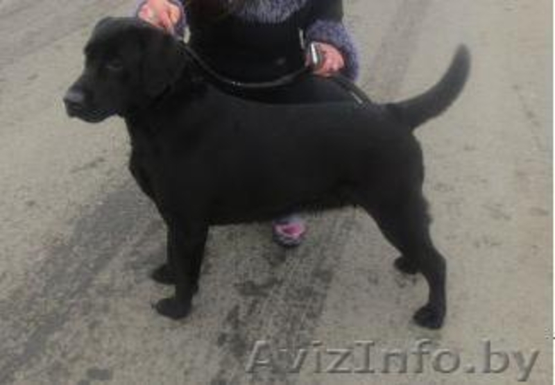 Перспективные щенки лабрадора - Изображение #2, Объявление #1088934