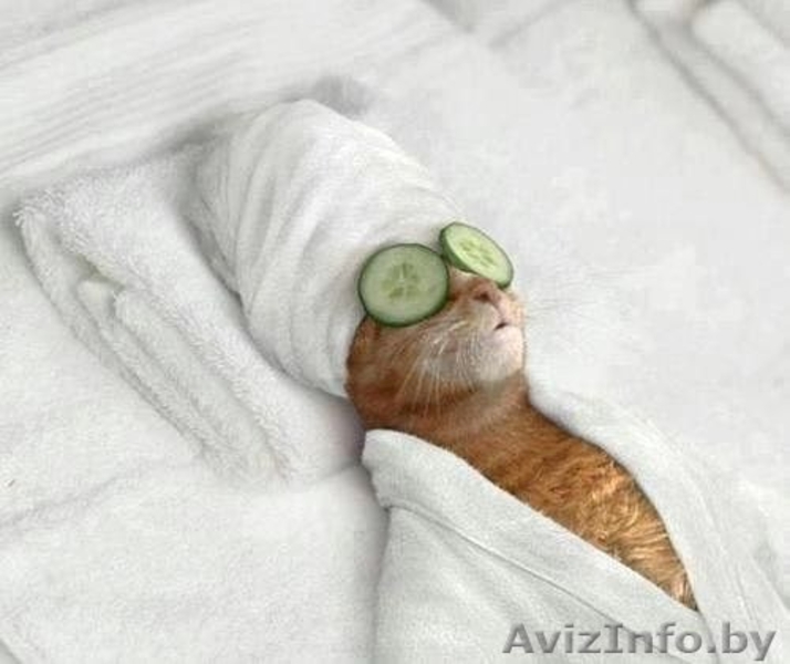 Отдых на берегу Черного Моря  в с.Курортном - Изображение #8, Объявление #713240