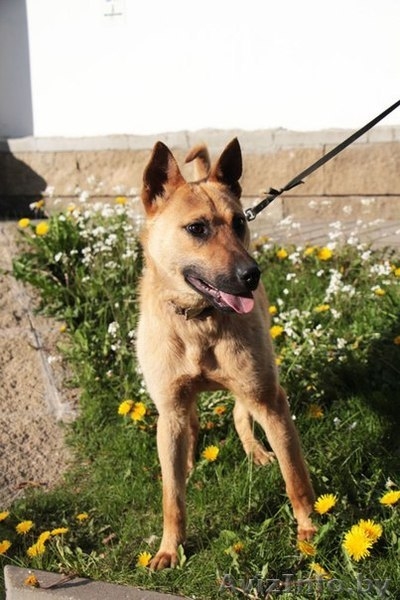 Рыжий Джо хочет стать счастливым! - Изображение #3, Объявление #1091765