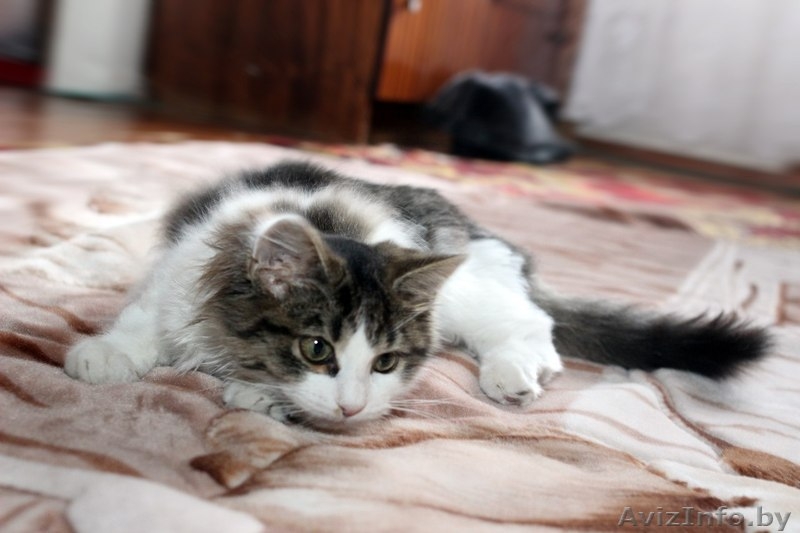 Замечательный мальчишка Эльфи в дар! - Изображение #4, Объявление #1091143