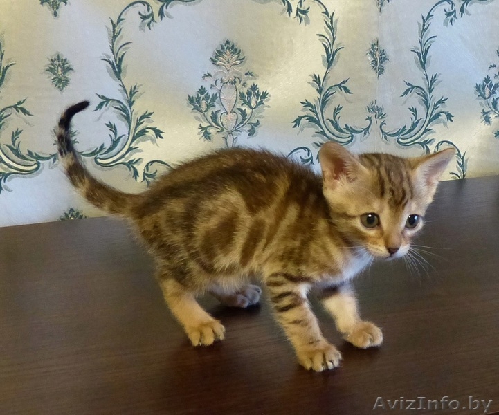 мраморные бенгальские котята - Изображение #3, Объявление #1089396