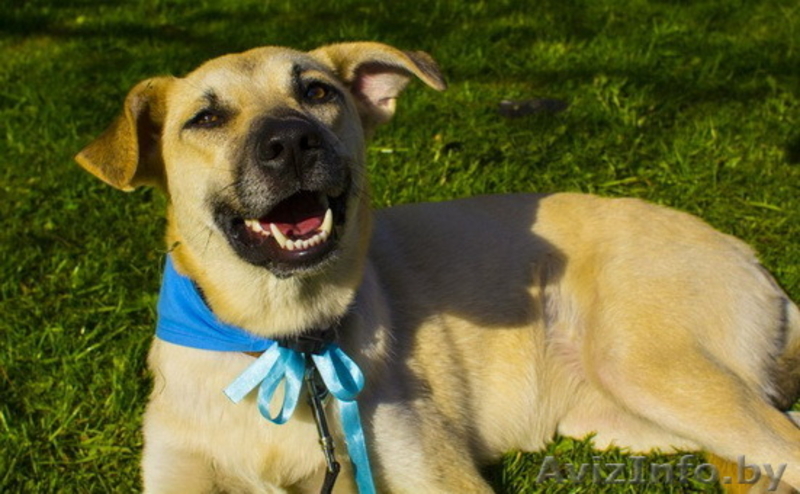 Боня-собака, которая ищет свой дом! - Изображение #2, Объявление #1095432