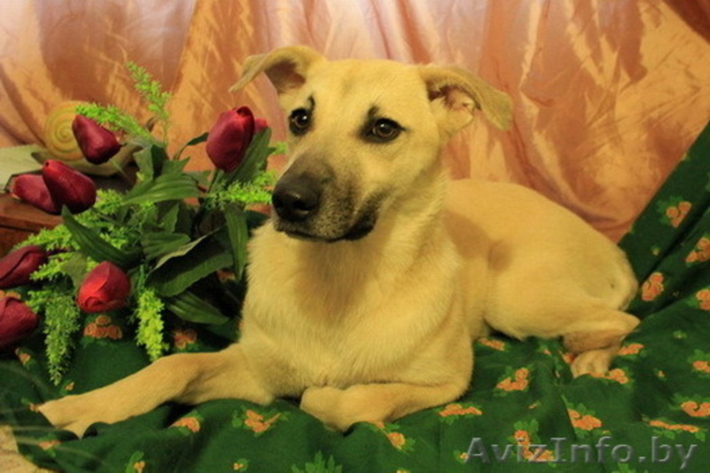 Боня-собака, которая ищет свой дом! - Изображение #4, Объявление #1095432