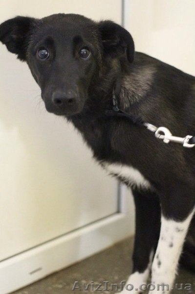 Щенуля  Сонечка ищет ПЕРЕДЕРЖКУ или , что лучше - СЕМЬЮ - Изображение #3, Объявление #1093866