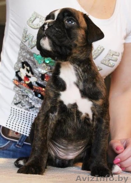 Перспективные щенки боксера!!! - Изображение #2, Объявление #1083950