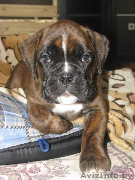 Перспективные щенки боксера!!! - Изображение #3, Объявление #1083950