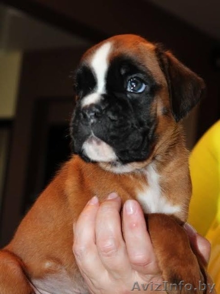 Перспективные щенки боксера!!! - Изображение #4, Объявление #1083950