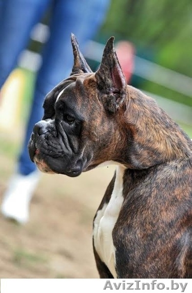 Перспективные щенки боксера!!! - Изображение #7, Объявление #1083950