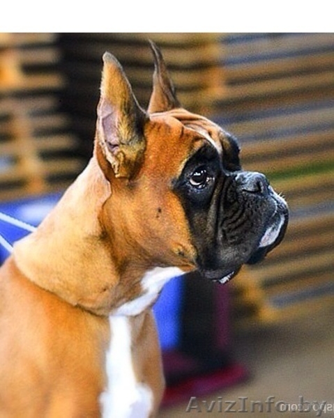 Перспективные щенки боксера!!! - Изображение #6, Объявление #1083950