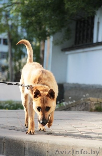 Рыжий Джо хочет стать счастливым! - Изображение #2, Объявление #1091765