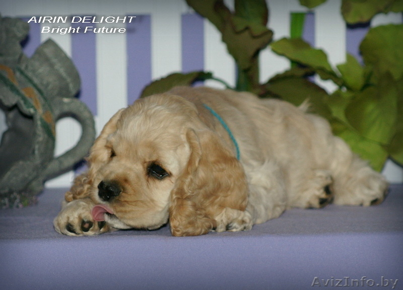 Красивые породные щенки американского кокер спаниеля! - Изображение #1, Объявление #1086917