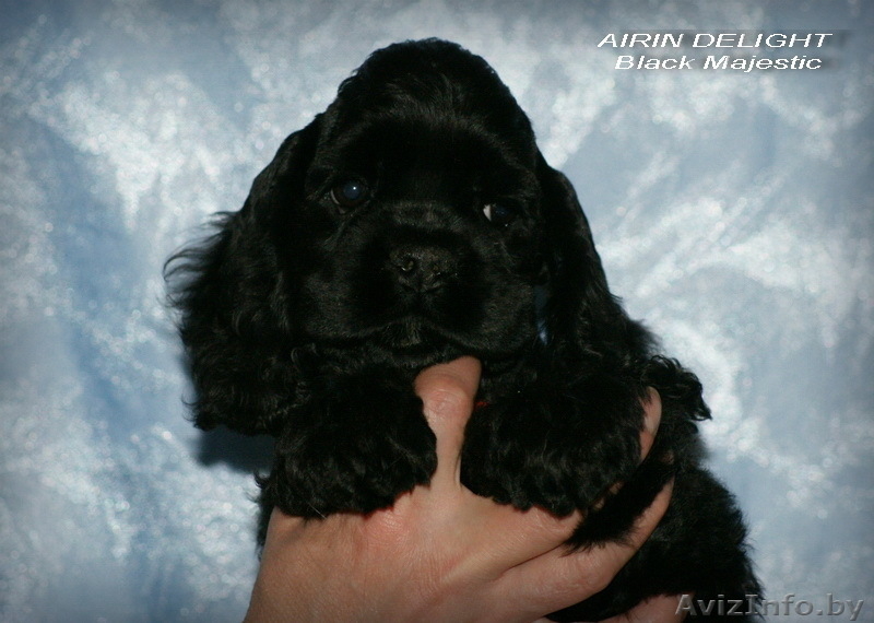 Красивые породные щенки американского кокер спаниеля! - Изображение #5, Объявление #1086917