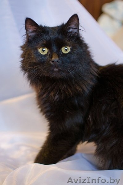 Маркиз,котик-подросток в дар!! - Изображение #2, Объявление #1096900