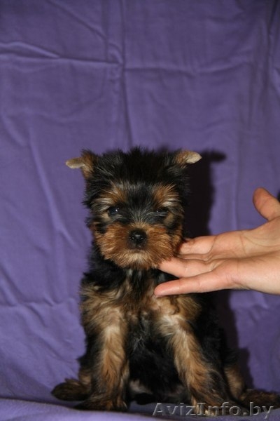 щенки йоркширских терьеров - Изображение #3, Объявление #1097403